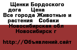 Щенки Бордоского дога.  › Цена ­ 30 000 - Все города Животные и растения » Собаки   . Новосибирская обл.,Новосибирск г.